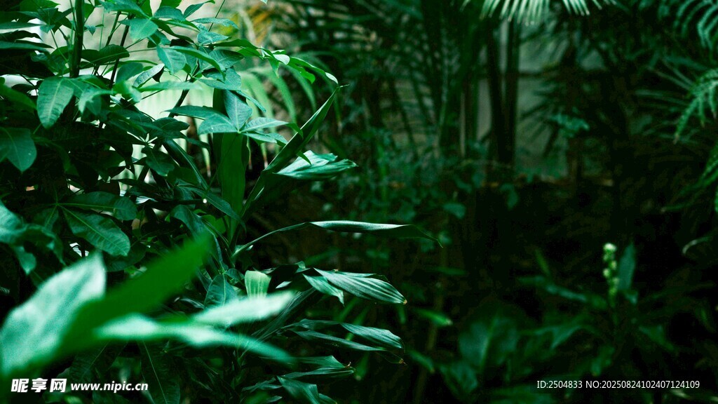 茂密丛林中的绿色植物