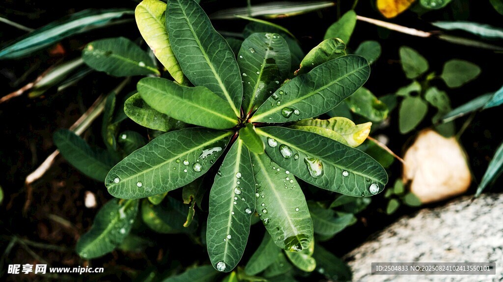 翠绿叶片带水珠的植物