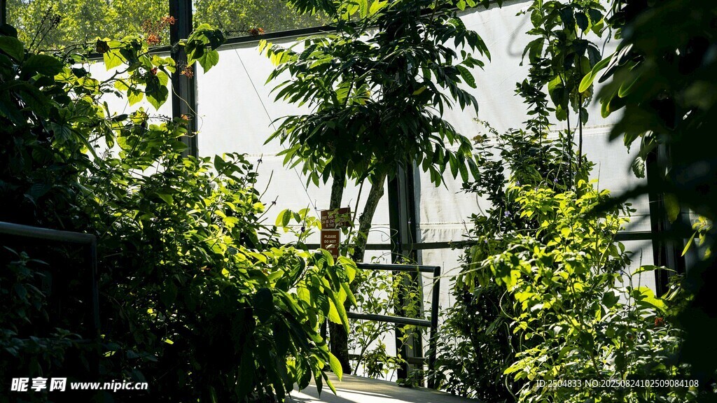 热带雨林中的繁茂植物景观