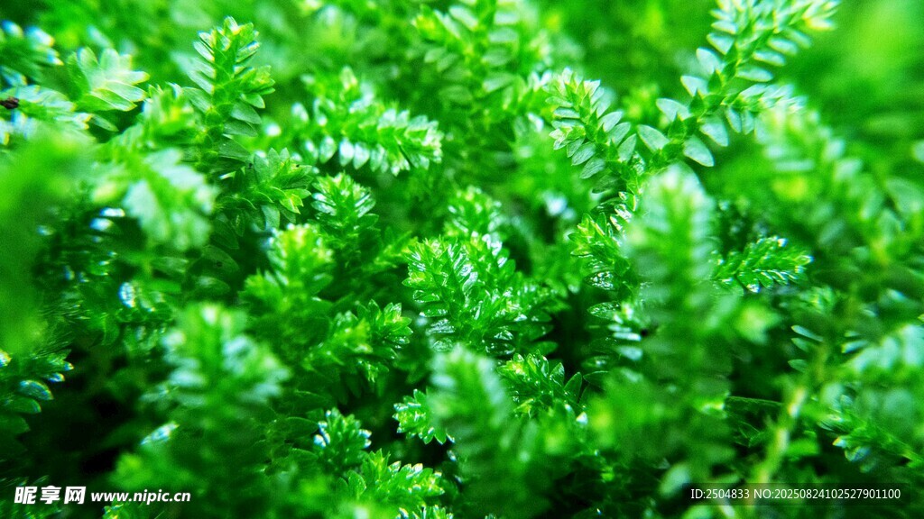 翠绿繁茂的清新植物