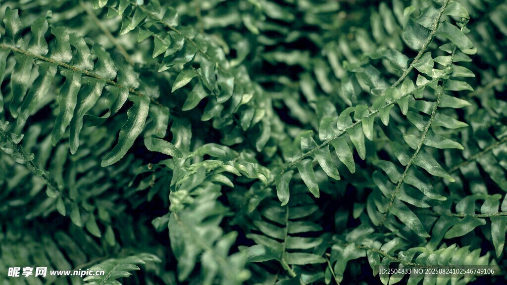 翠绿蕨类植物叶片特写