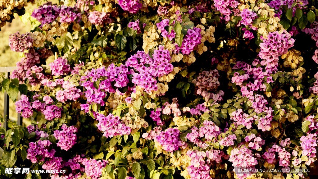 缤纷绚烂的紫色花卉景观