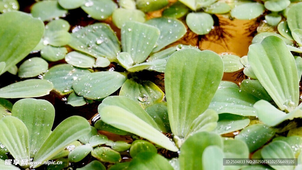 水生植物浮萍特写