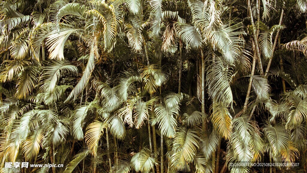 茂密绿植景观