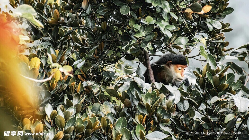 枝叶间的小鸟