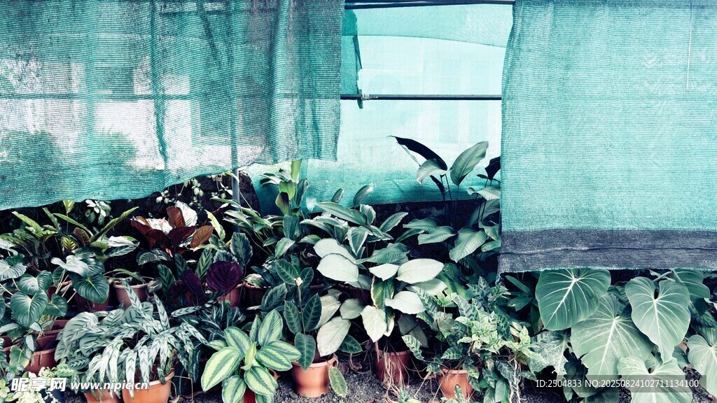 室内绿植景观
