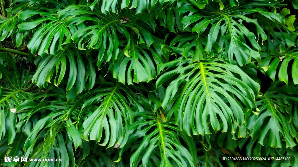 翠绿羽状叶片植物特写