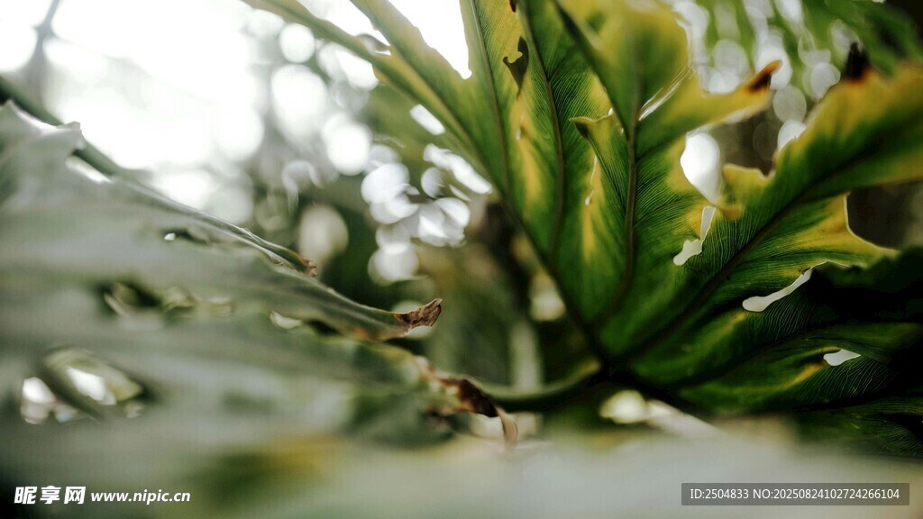 翠绿植物特写