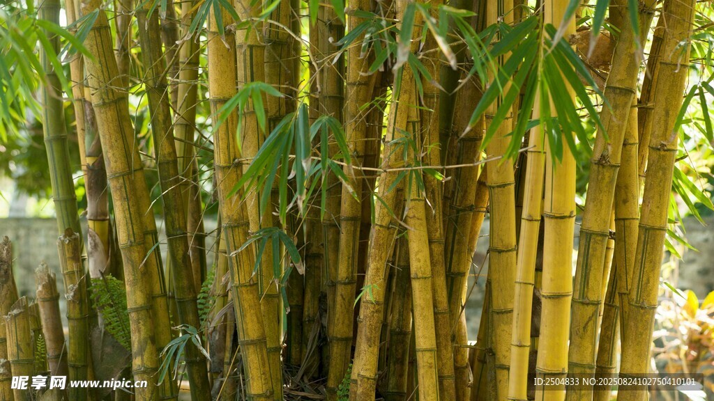 竹林深处的挺拔翠竹