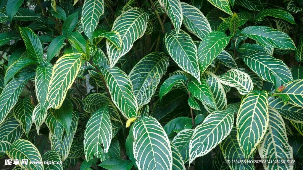 翠绿带纹叶片植物特写