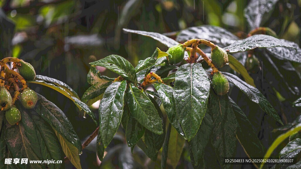 雨中枇杷树 果实初长成