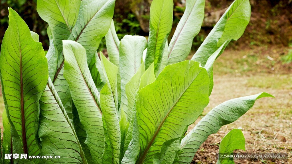 翠绿宽大的植物叶片