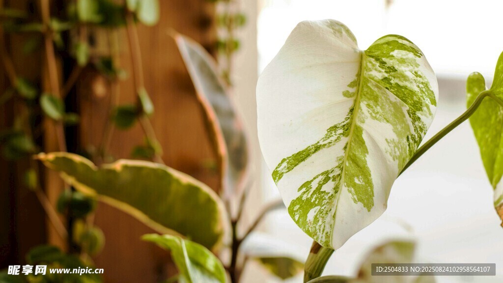特写 生机盎然的绿植叶片