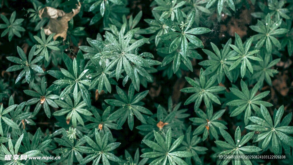 茂密的绿色植物叶片