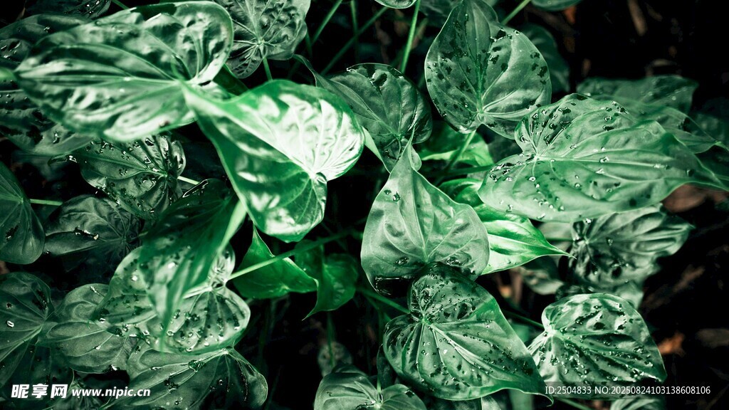 翠绿鲜嫩的绿叶植物