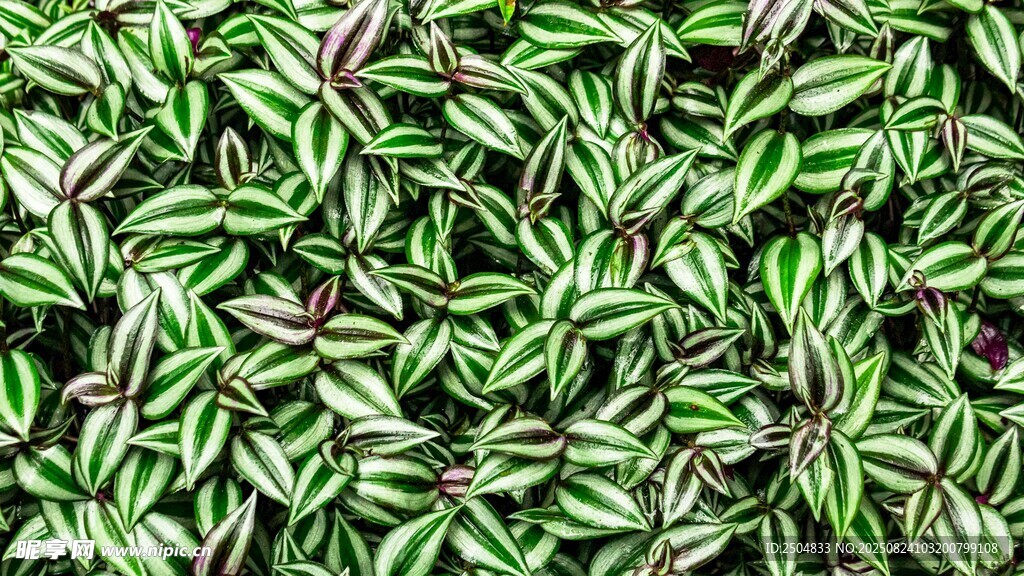 翠绿叶片植物纹理背景