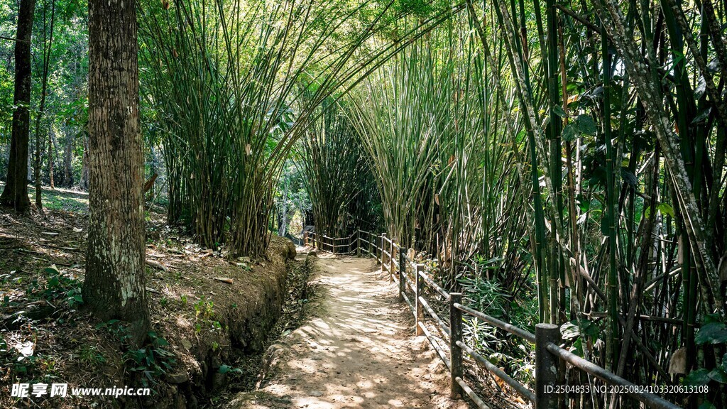 竹林小径 静谧自然之景