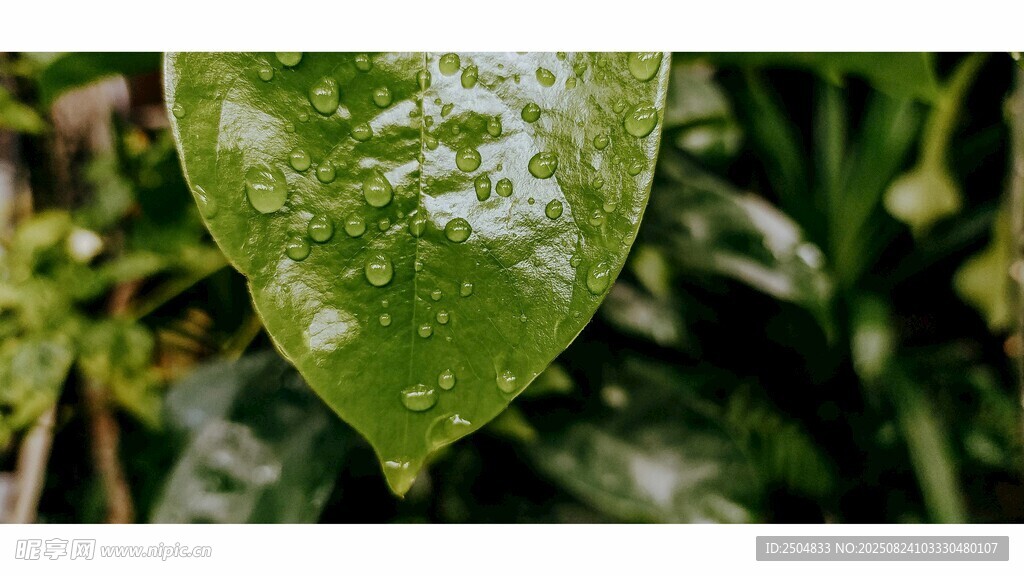 带水珠的翠绿叶片