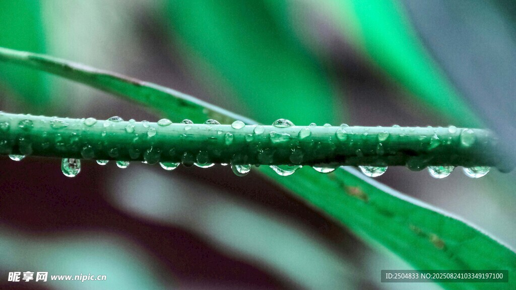 绿叶上晶莹的串串水珠