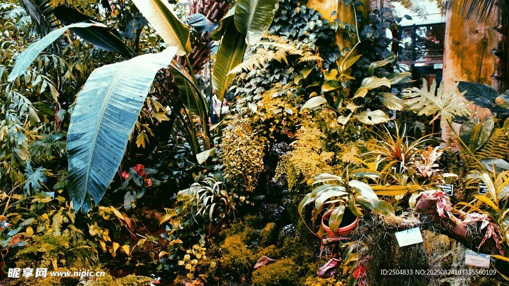 繁茂绿植景观