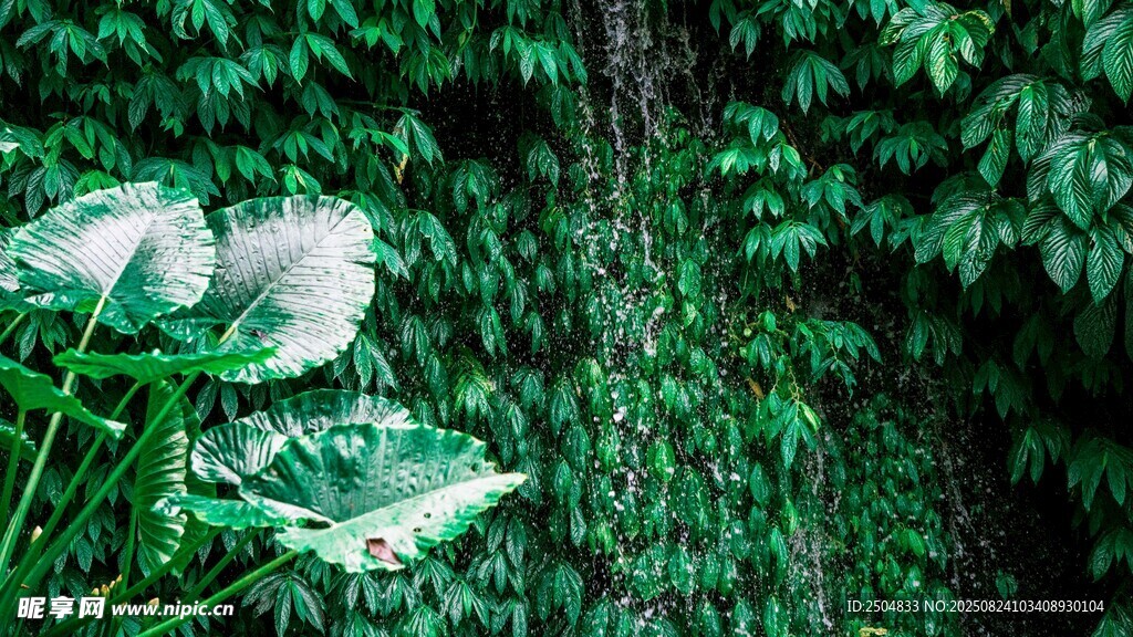 绿叶丛中的白色花朵