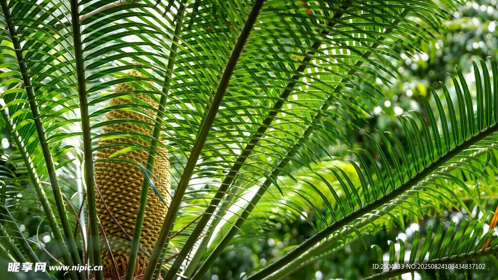 翠绿蕨类植物特写