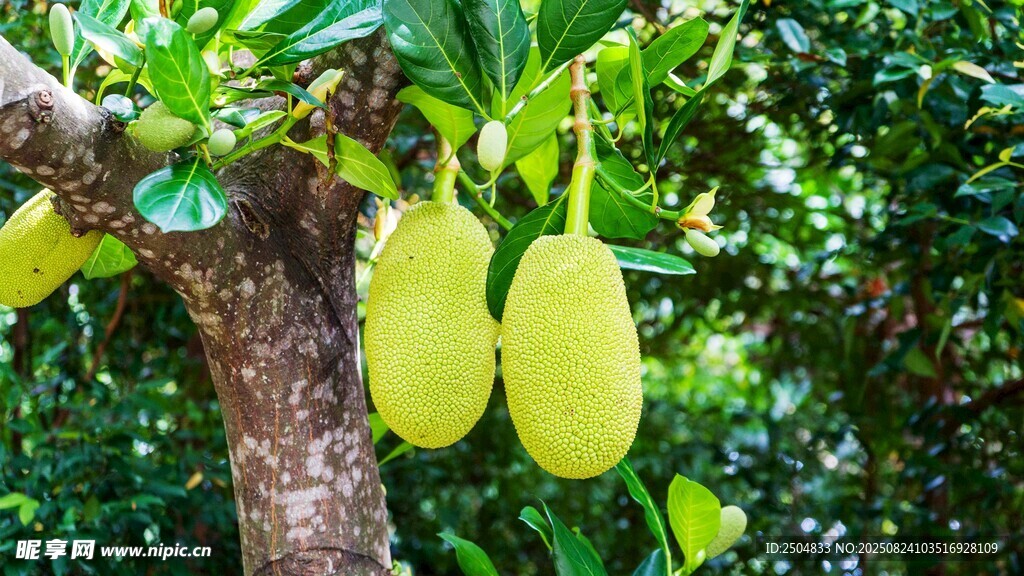 树上挂着的饱满菠萝蜜