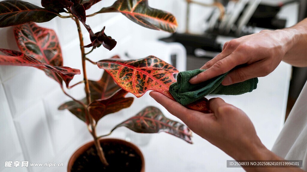 修剪盆栽植物瞬间