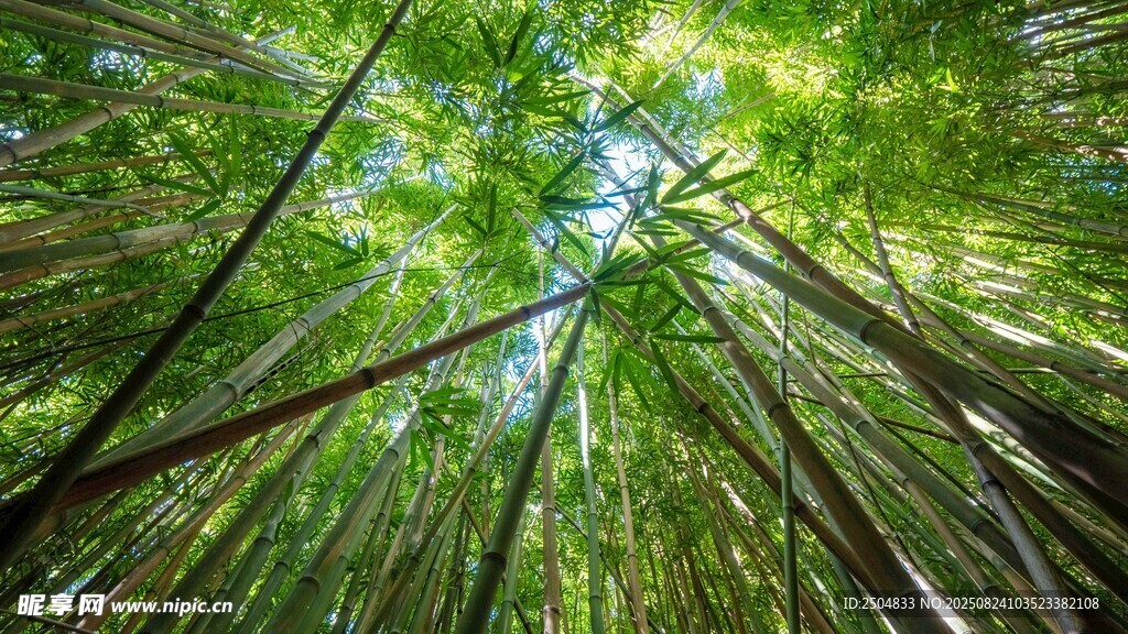 仰望葱郁竹林美景