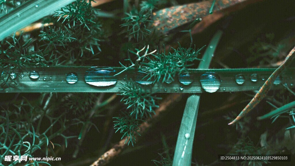 绿叶上晶莹的水珠