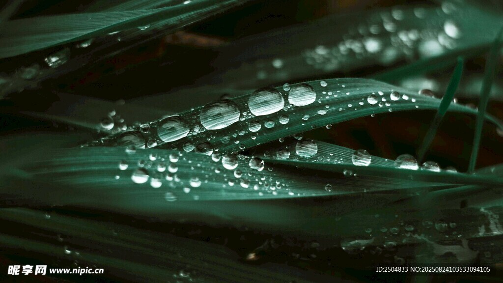 叶片上晶莹的水珠