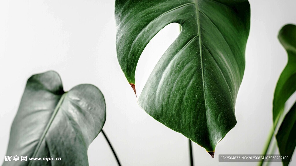 清新绿植叶片特写