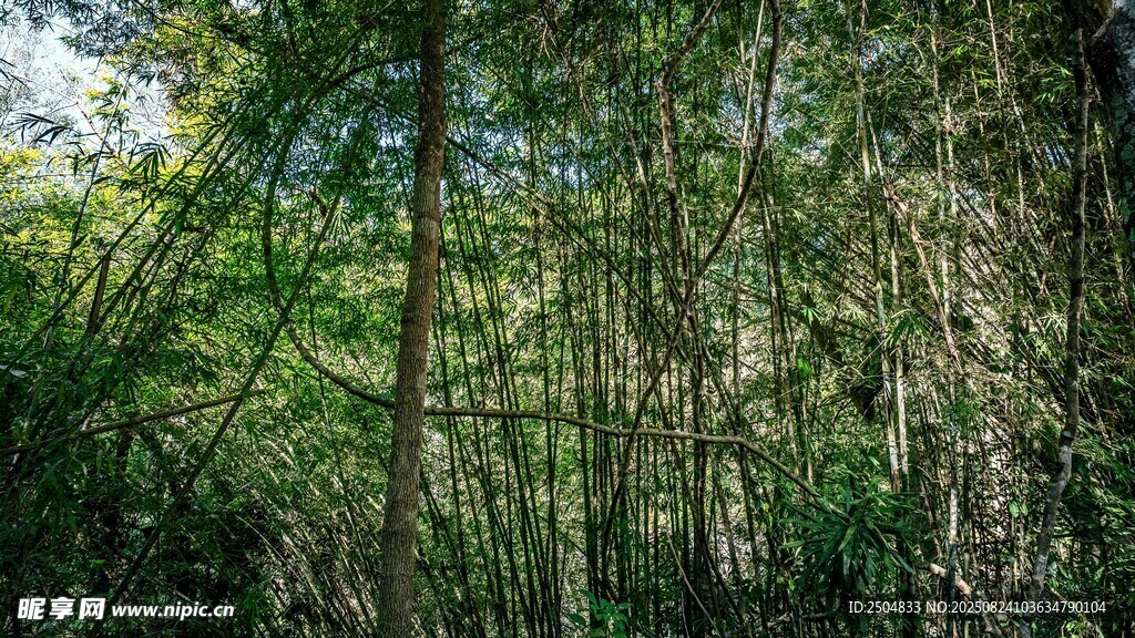 茂密竹林景观
