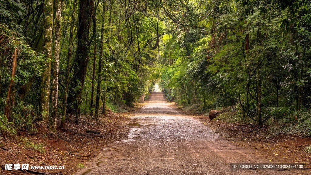林间土路 穿行葱郁森林