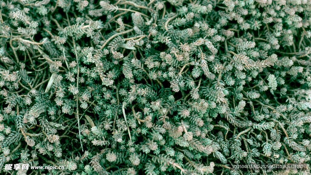 翠绿茂密植物纹理特写