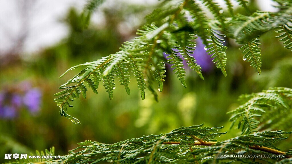 翠绿蕨类植物与紫色小花