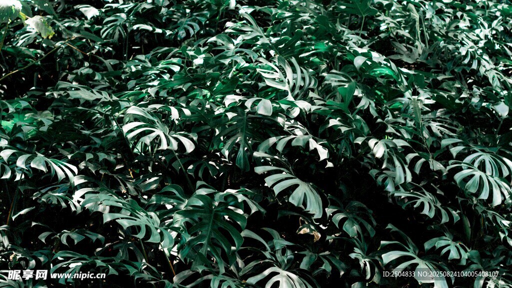 茂密绿植景观