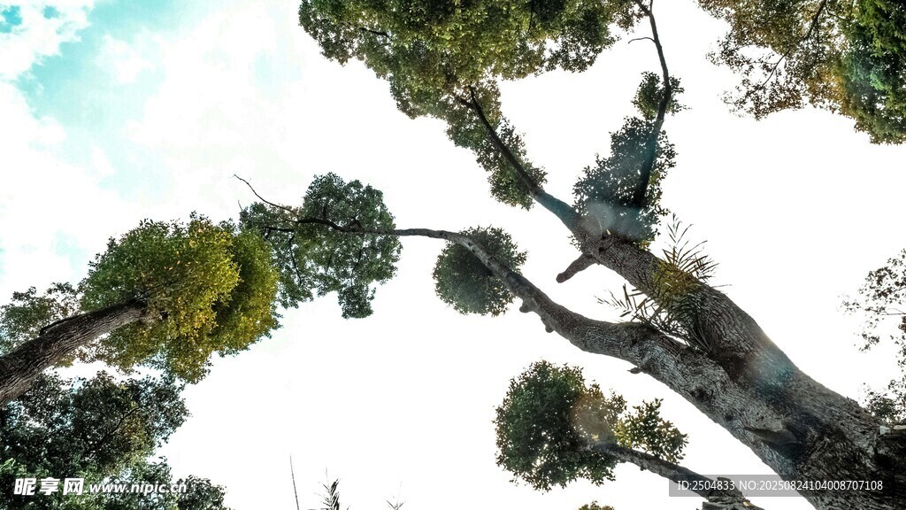 仰视葱郁树林景观
