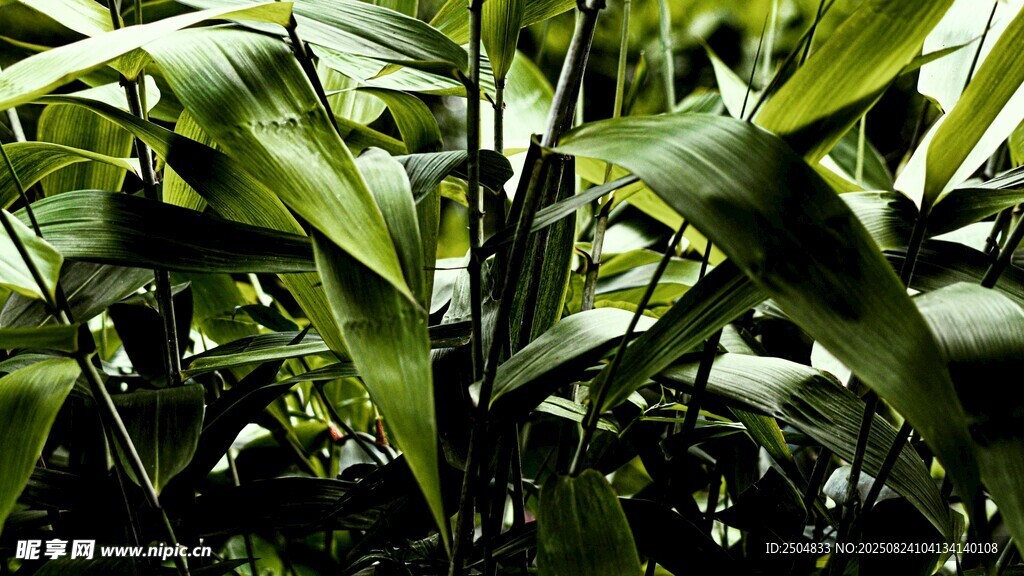 茂盛的绿色植物景观