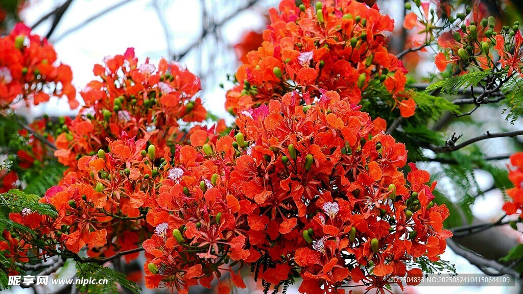 艳丽火红花朵绽放枝头