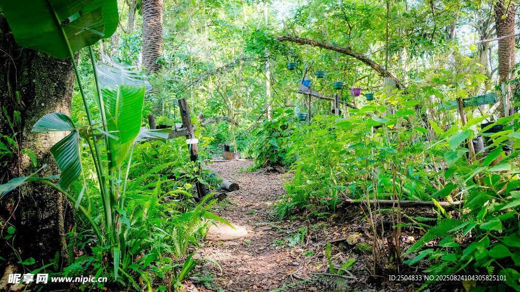 林间小径 绿植环绕的自然景