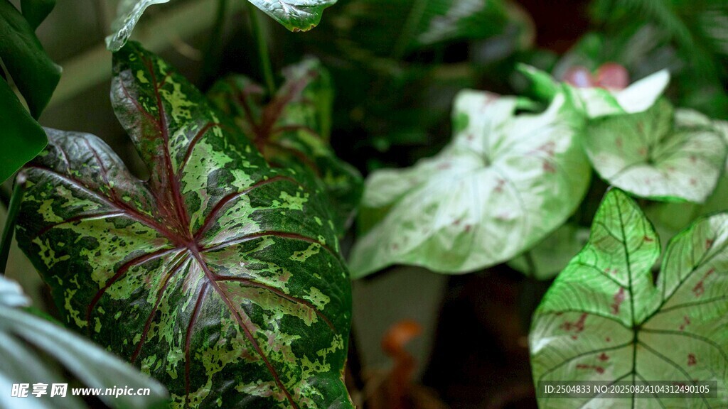 多彩斑斓的室内观叶植物