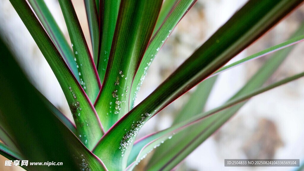 翠绿植物叶片特写