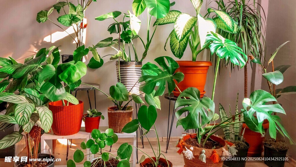 室内绿植盆栽展示