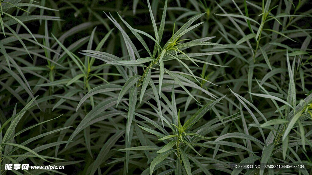 密集细长叶片植物特写