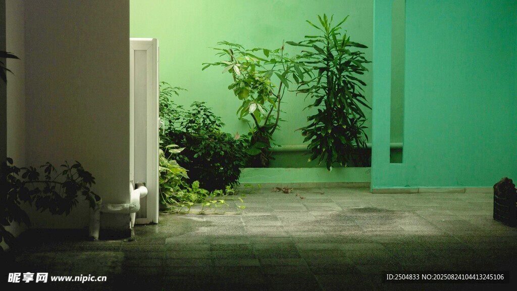 清新绿植装点的室内角落