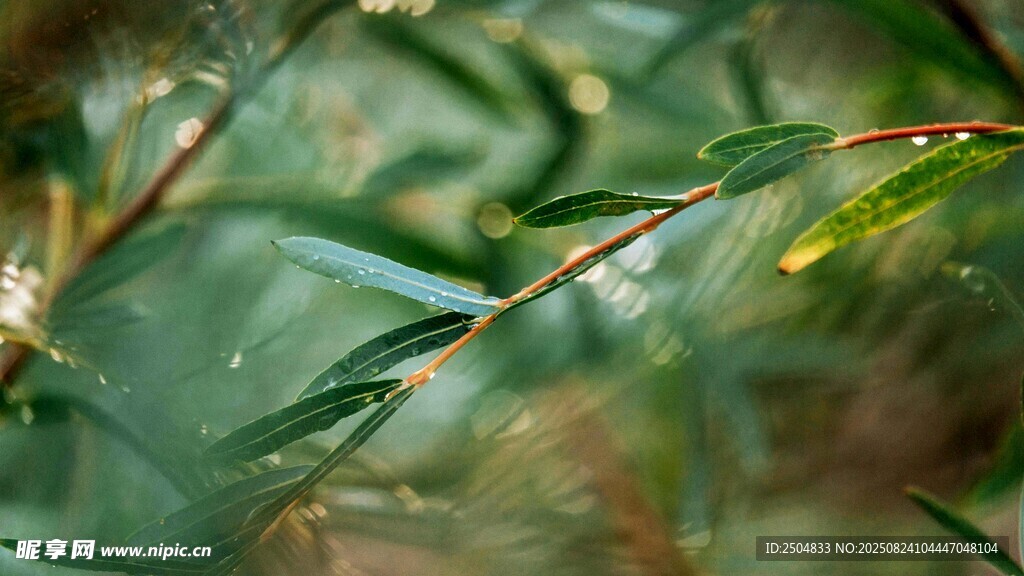 翠绿枝叶上的晶莹水滴