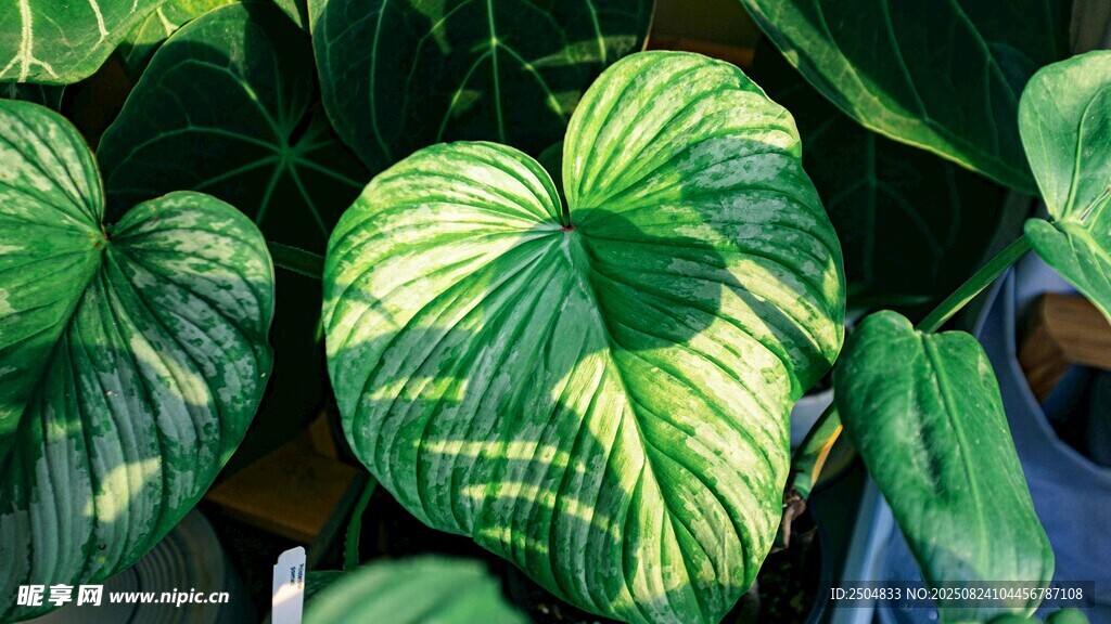 斑斓条纹绿植叶片特写