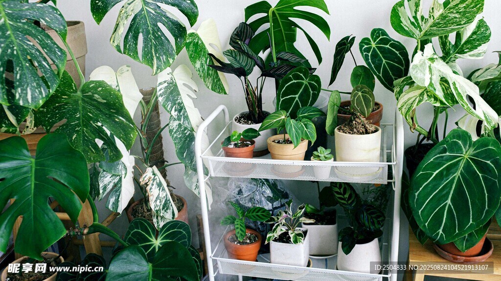 室内绿植架上的多样植物