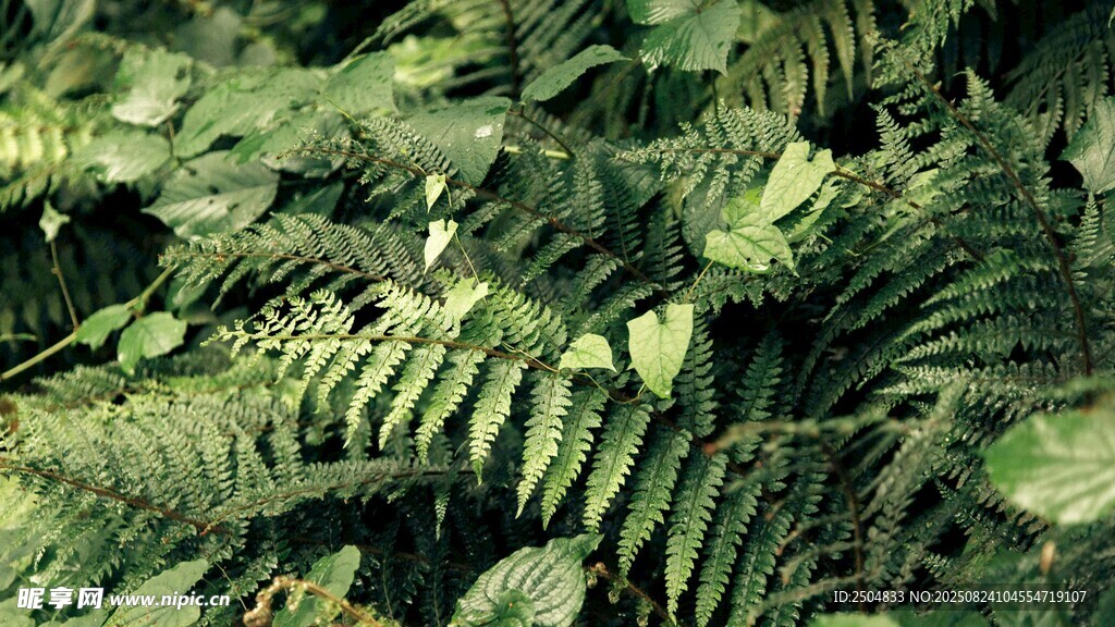 翠绿蕨类植物特写